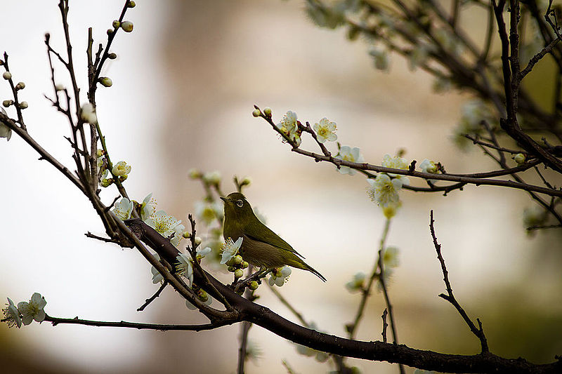 800px-bird_amidst_cherry_blossoms