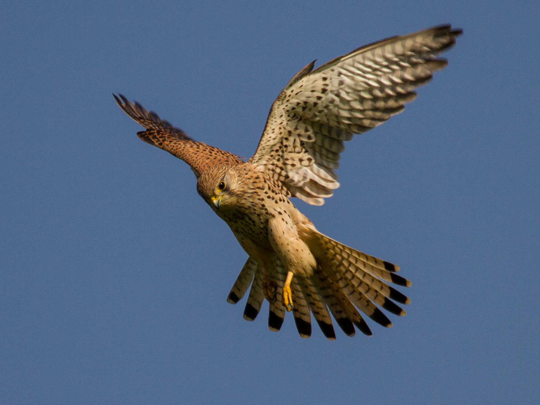 common_kestrel_in_flight