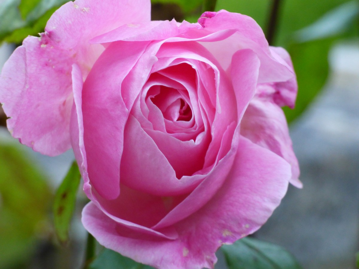 To a wild rose……