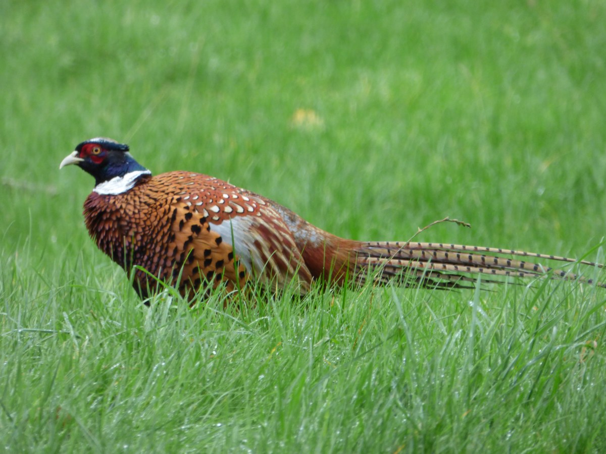 Charlie the pheasant…