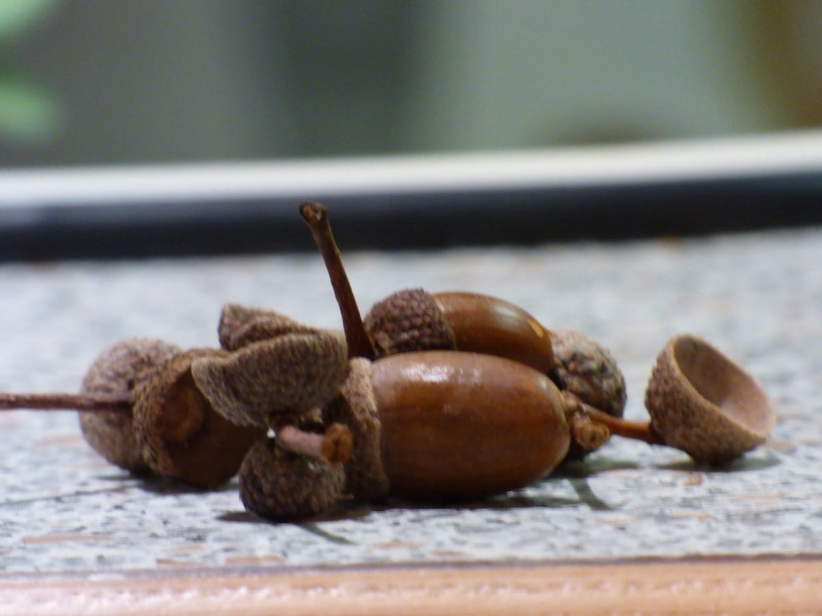 The Eve of&nbsp;Samhain.