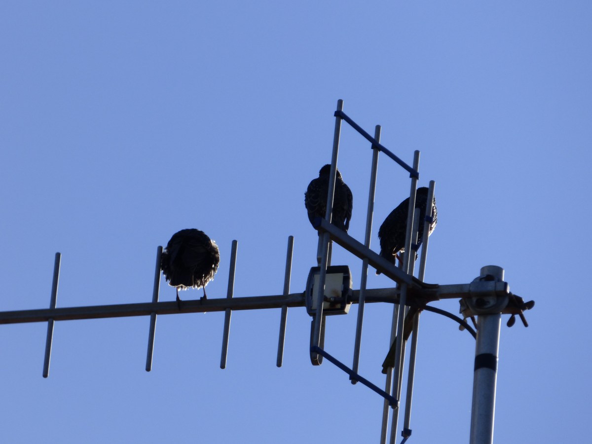 Winter boogie-woogie