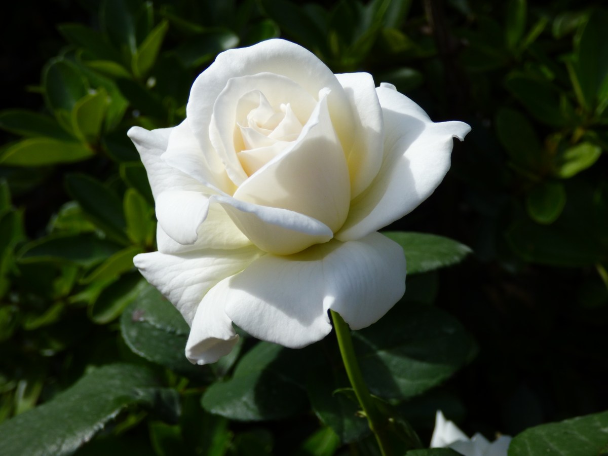 Beneath the skin- The&nbsp;raw.