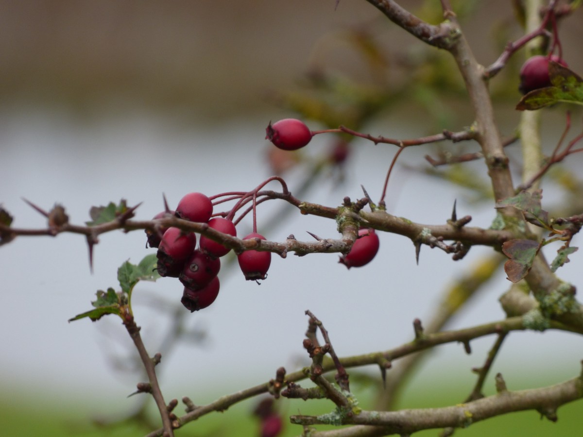 Not so lost in&nbsp;translation