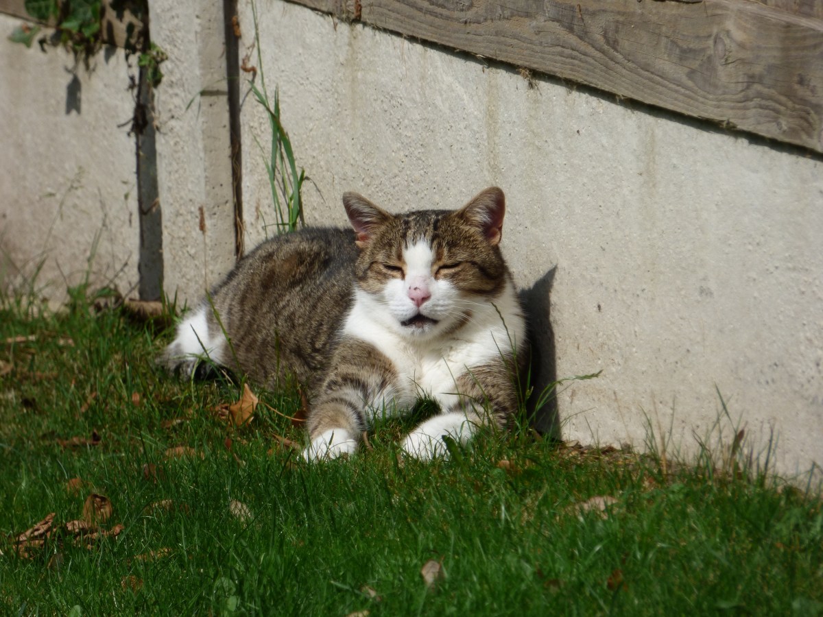 Cat did a&nbsp;whoopsie